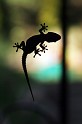 Gecko